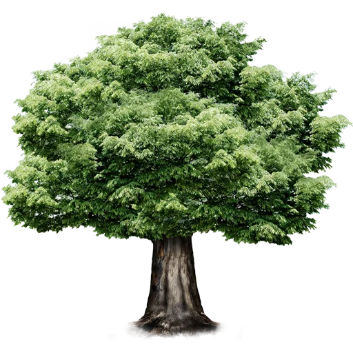 🌳 Стикер «Trees Nature» для Telegram