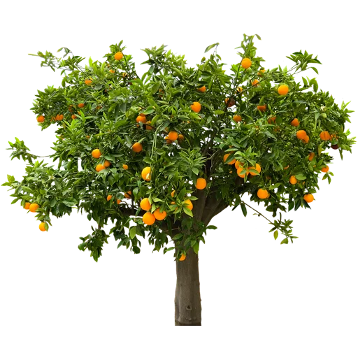 🌳 Стикер «Trees Nature» для Telegram