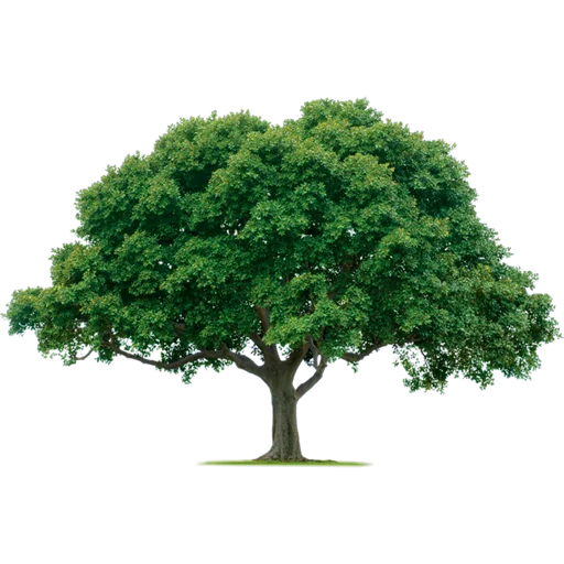 🌳 Стикер «Trees Nature» для Telegram