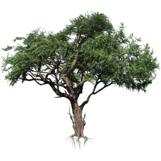 🌳 Стикер «Trees Nature» для Telegram