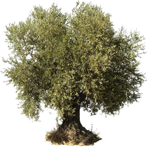 🌳 Стикер «Trees Nature» для Telegram