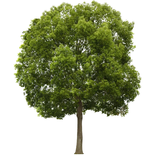 🌳 Стикер «Trees Nature» для Telegram
