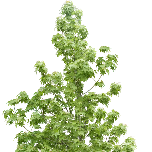 🌳 Стикер «Trees Nature» для Telegram