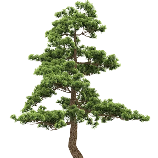 🌳 Стикер «Trees Nature» для Telegram