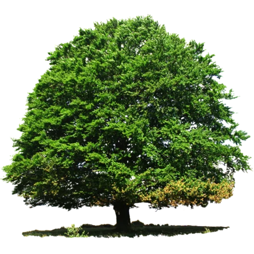 Стикерпак Trees Nature для Telegram