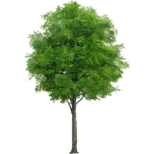 🌳 Стикер «Trees Nature» для Telegram