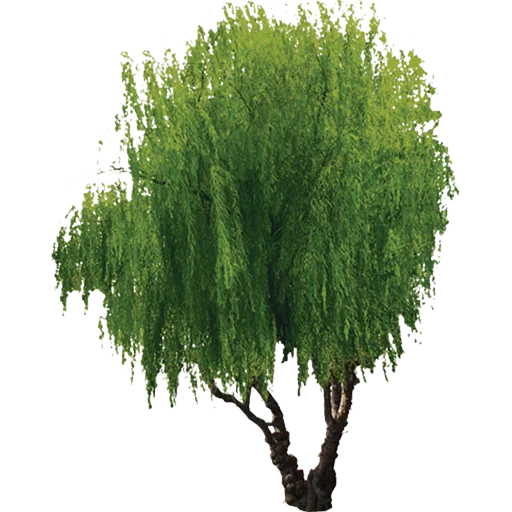 🌳 Стикер «Trees Nature» для Telegram