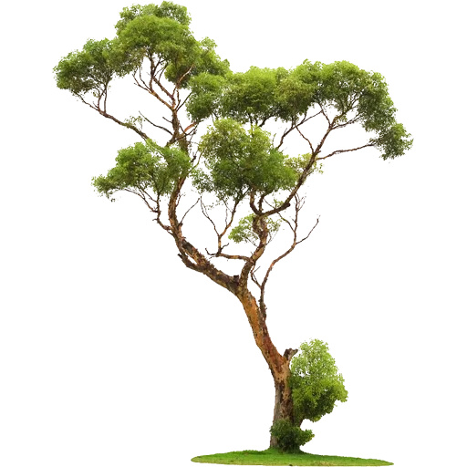 🌳 Стикер «Trees Nature» для Telegram