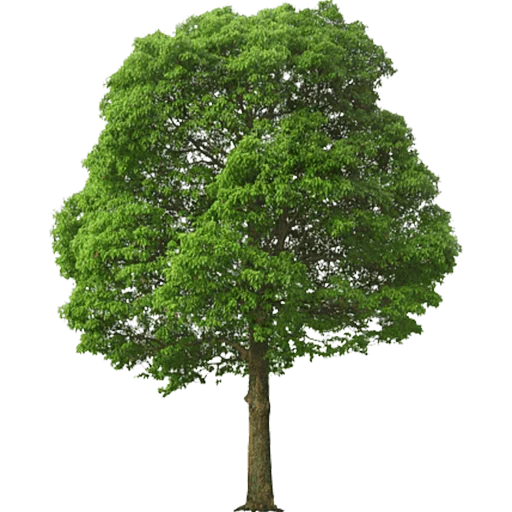 🌳 Стикер «Trees Nature» для Telegram
