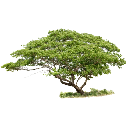 🌳 Стикер «Trees Nature» для Telegram