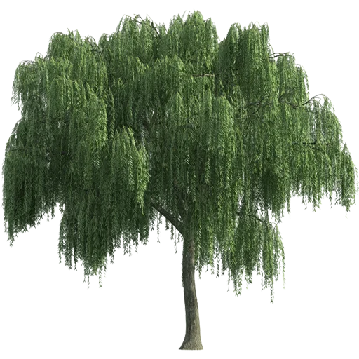 🌳 Стикер «Trees Nature» для Telegram