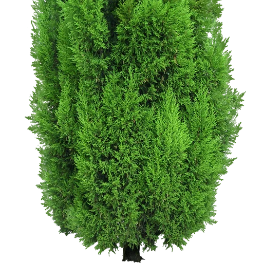 🌲 Стикер «Trees Nature» для Telegram