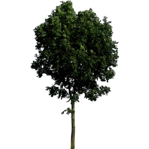 🌳 Стикер «Trees Nature» для Telegram