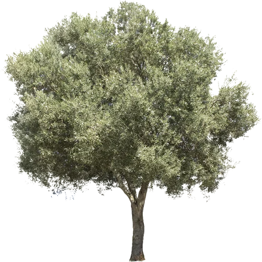 🌳 Стикер «Trees Nature» для Telegram
