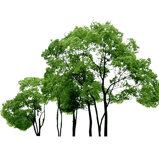 🌳 Стикер «Trees Nature» для Telegram