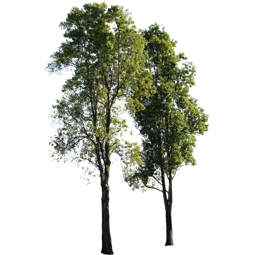 🌳 Стикер «Trees Nature» для Telegram