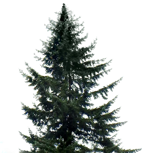 🌲 Стикер «Trees Nature» для Telegram