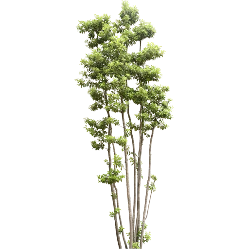 🌳 Стикер «Trees Nature» для Telegram