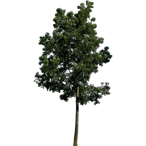 🌳 Стикер «Trees Nature» для Telegram