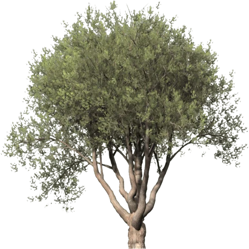🌳 Стикер «Trees Nature» для Telegram