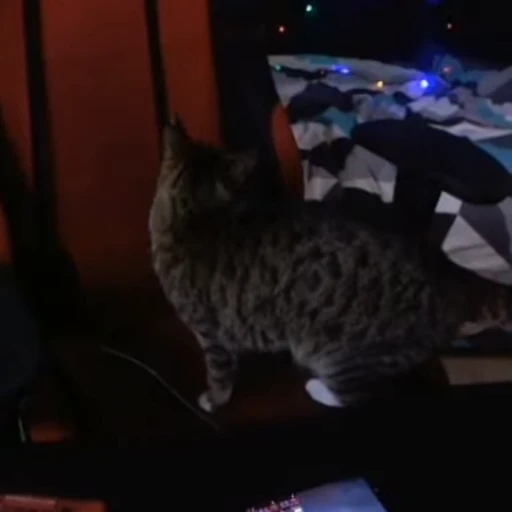 🐱 Стикер «TrexteriNo» для Telegram
