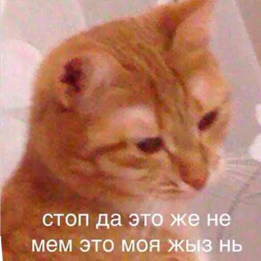 😿 Стикер «TRIP CHAT» для Telegram