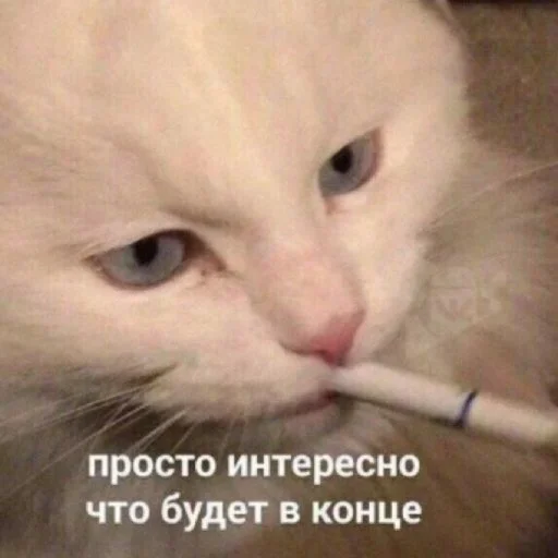 🚬 Стикер «TRIP CHAT» для Telegram