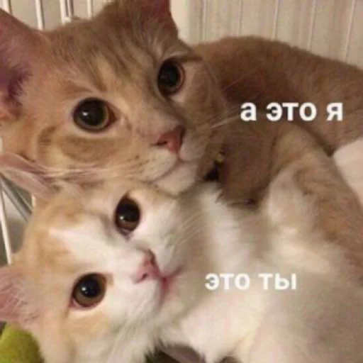 😻 Стикер «TRIP CHAT» для Telegram