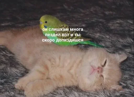 😉 Стикер «Outrageous» для Telegram