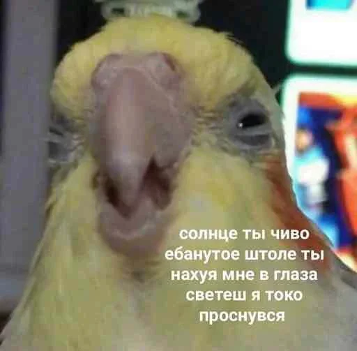 🤓 Стикер «Outrageous» для Telegram