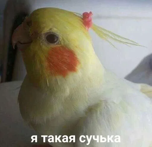 😏 Стикер «Outrageous» для Telegram