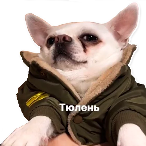 😌 Стикер «Цобакк» для Telegram