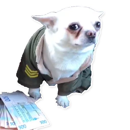 💸 Стикер «Цобакк» для Telegram