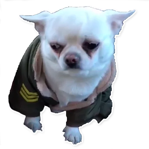 😞 Стикер «Цобакк» для Telegram