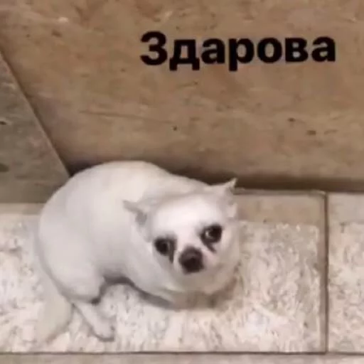 ✋ Стикер «Цобакк» для Telegram