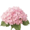 🤩 Эмодзи «Цветы» для Telegram