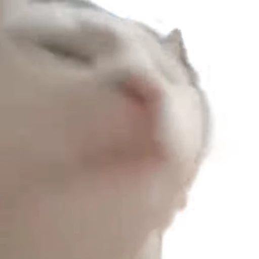 🥳 Стикер «TikTok memes» для Telegram
