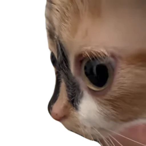 👀 Стикер «TikTok memes» для Telegram