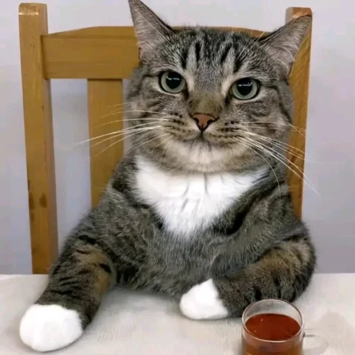 🤍 Стикер «TikTok Memes» для Telegram