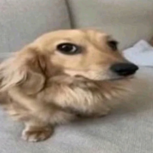 🤍 Стикер «TikTok Memes» для Telegram