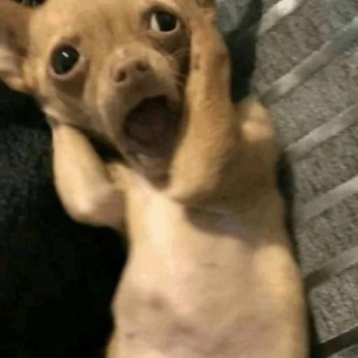 🤍 Стикер «TikTok Memes» для Telegram