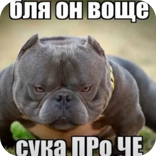 🫥 Стикер «больше» для Telegram