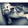 🌟 Эмодзи «tt pic» для Telegram