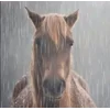 🌟 Эмодзи «tt pic» для Telegram