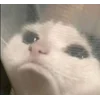 🌟 Эмодзи «tt pic» для Telegram