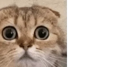 😨 Стикер «Animated Twitch Emotes» для Telegram