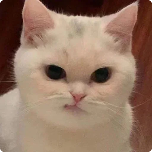 🫤 Стикер «Tuchlyatina» для Telegram