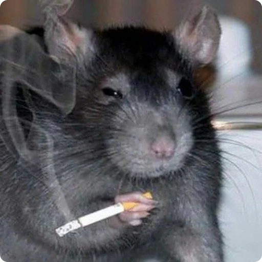🚬 Стикер «Tuchlyatina» для Telegram