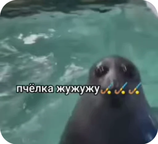 🐝 Стикер «тюленьчики» для Telegram