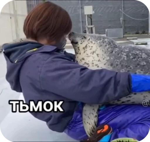 😚 Стикер «тюленьчики» для Telegram